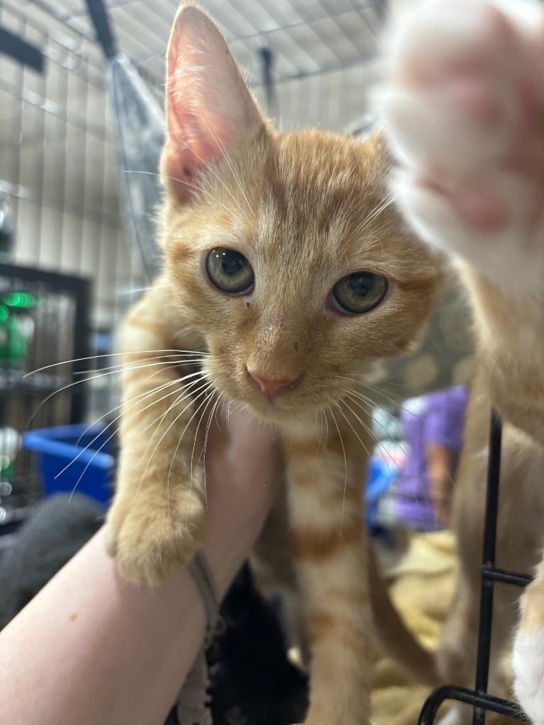 Enlarge Schlotzsky, a Adopted mixed breed in Corpus Christi, TX image 1/1