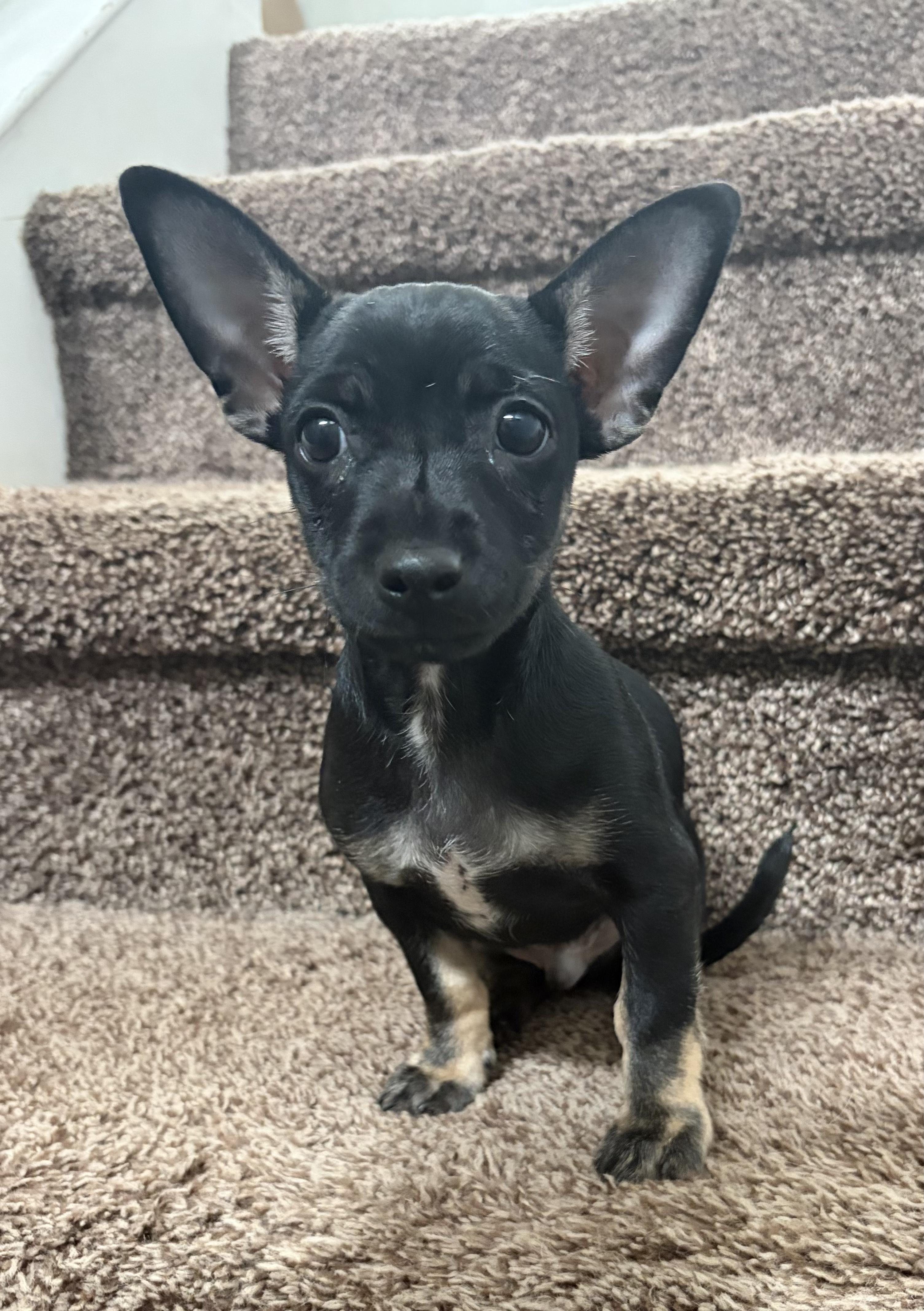 Chip, Adopted, Puppy Male Dachshund & Chihuahua.