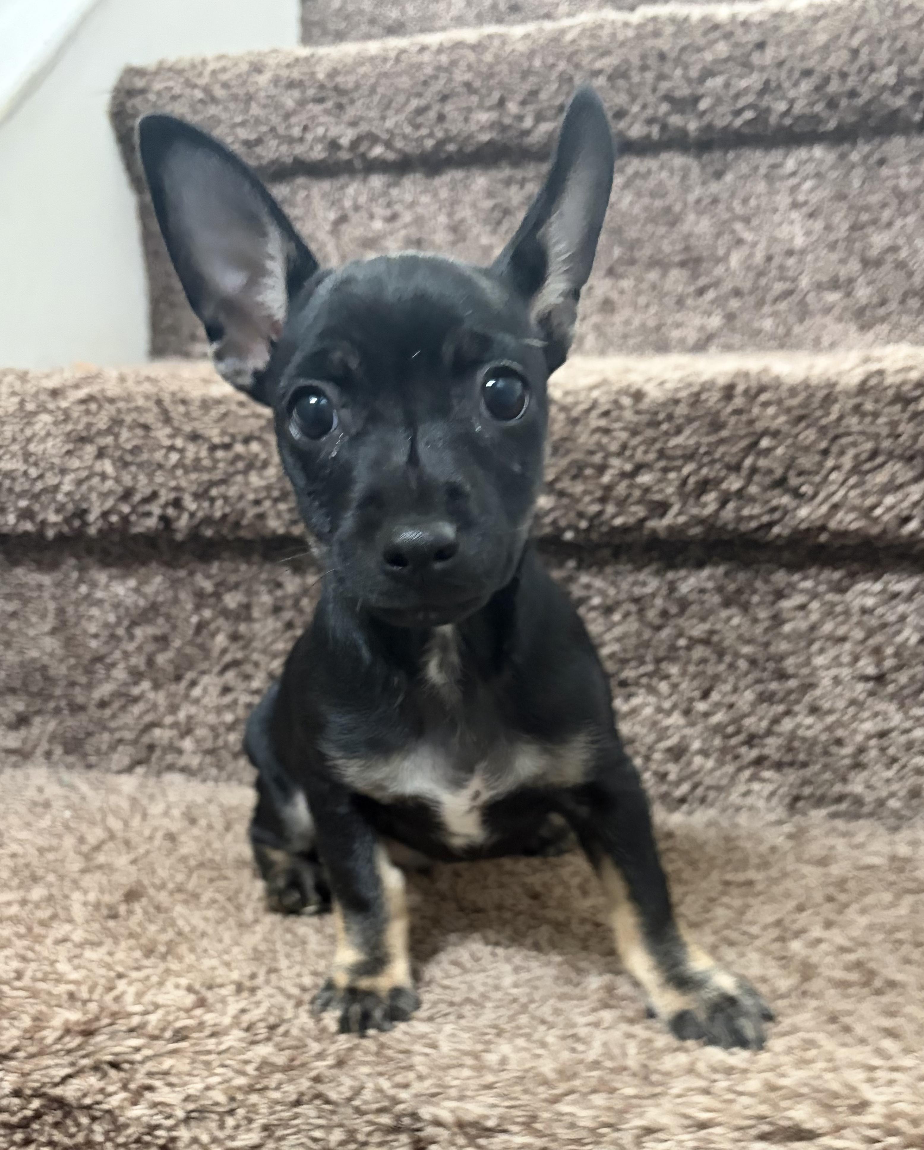 Enlarge Chip, a Adopted mixed breed in Penryn, CA image 2/4