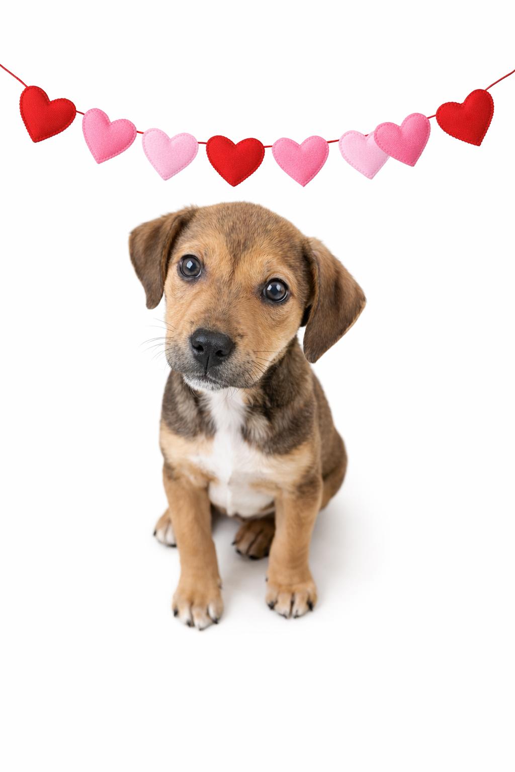 Hazelnut , Adoptable, Puppy Female Labrador Retriever & Hound.