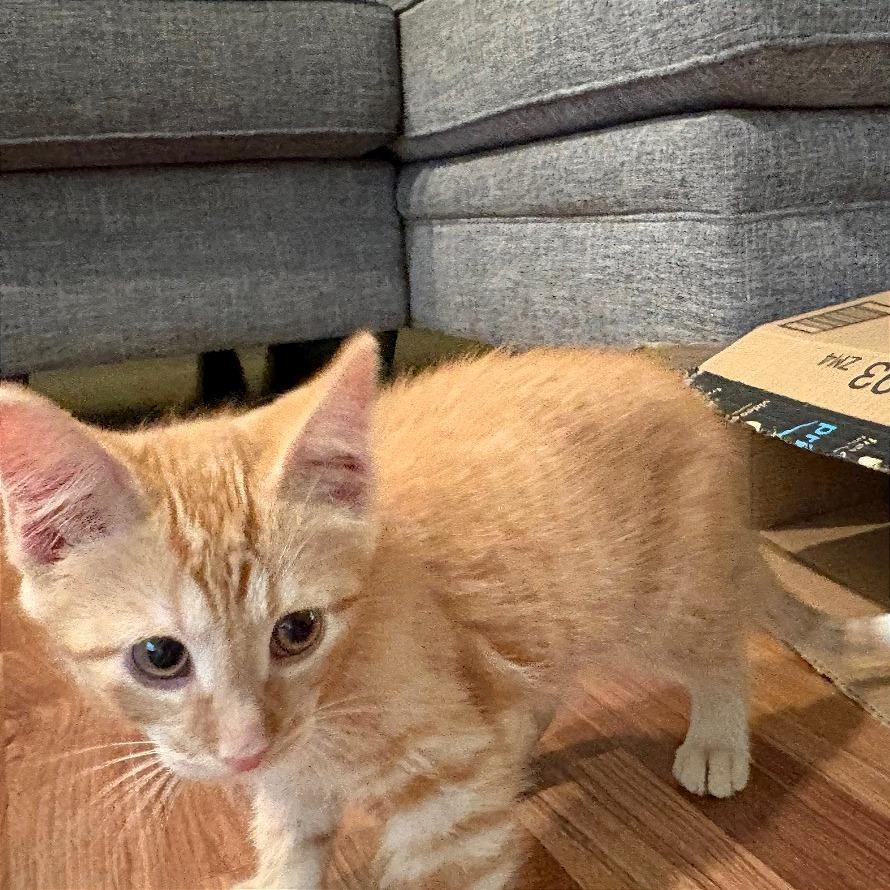 Ramen, a Adoptable Domestic Short Hair in Traverse City, MI image 1/6