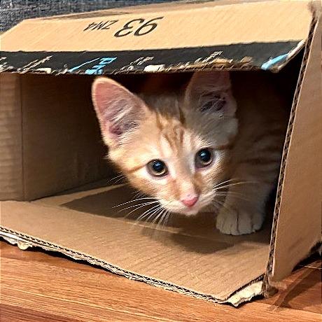 Ramen, a Adoptable Domestic Short Hair in Traverse City, MI image 2/6