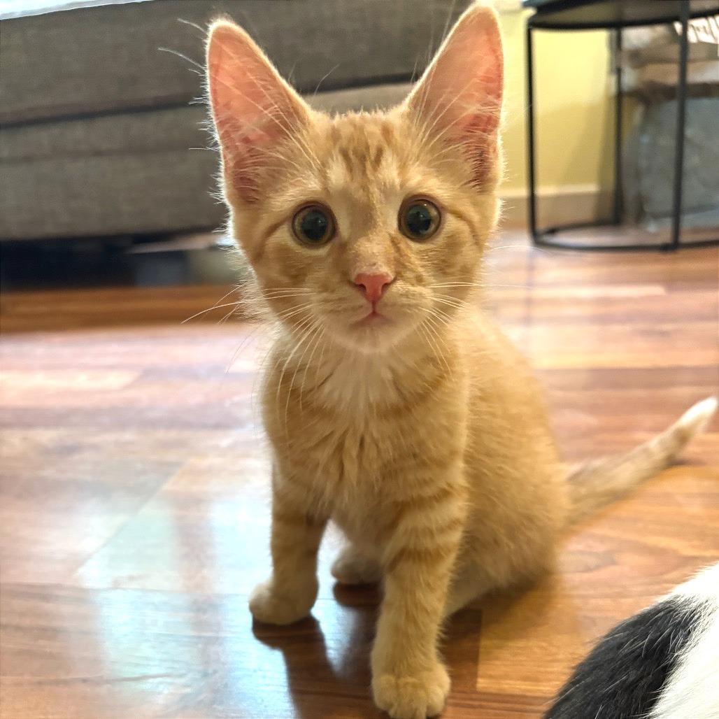 Ramen, a Adoptable Domestic Short Hair in Traverse City, MI image 4/6