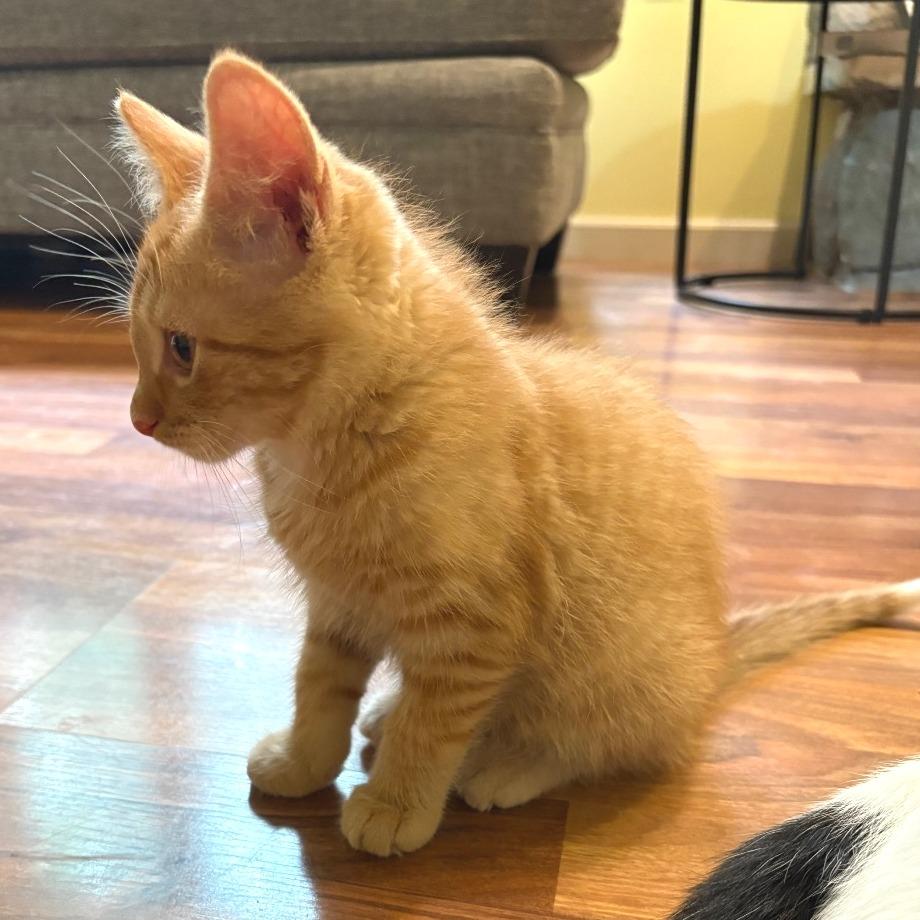 Ramen, a Adoptable Domestic Short Hair in Traverse City, MI image 5/6