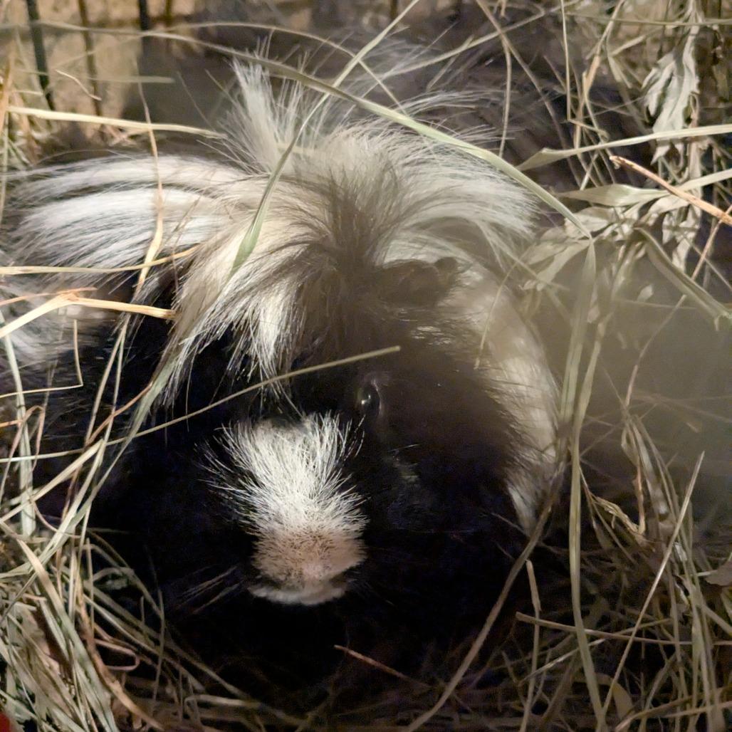 Jambalaya (Jamba), a Adoptable Peruvian in Lynchburg, VA image 1/3