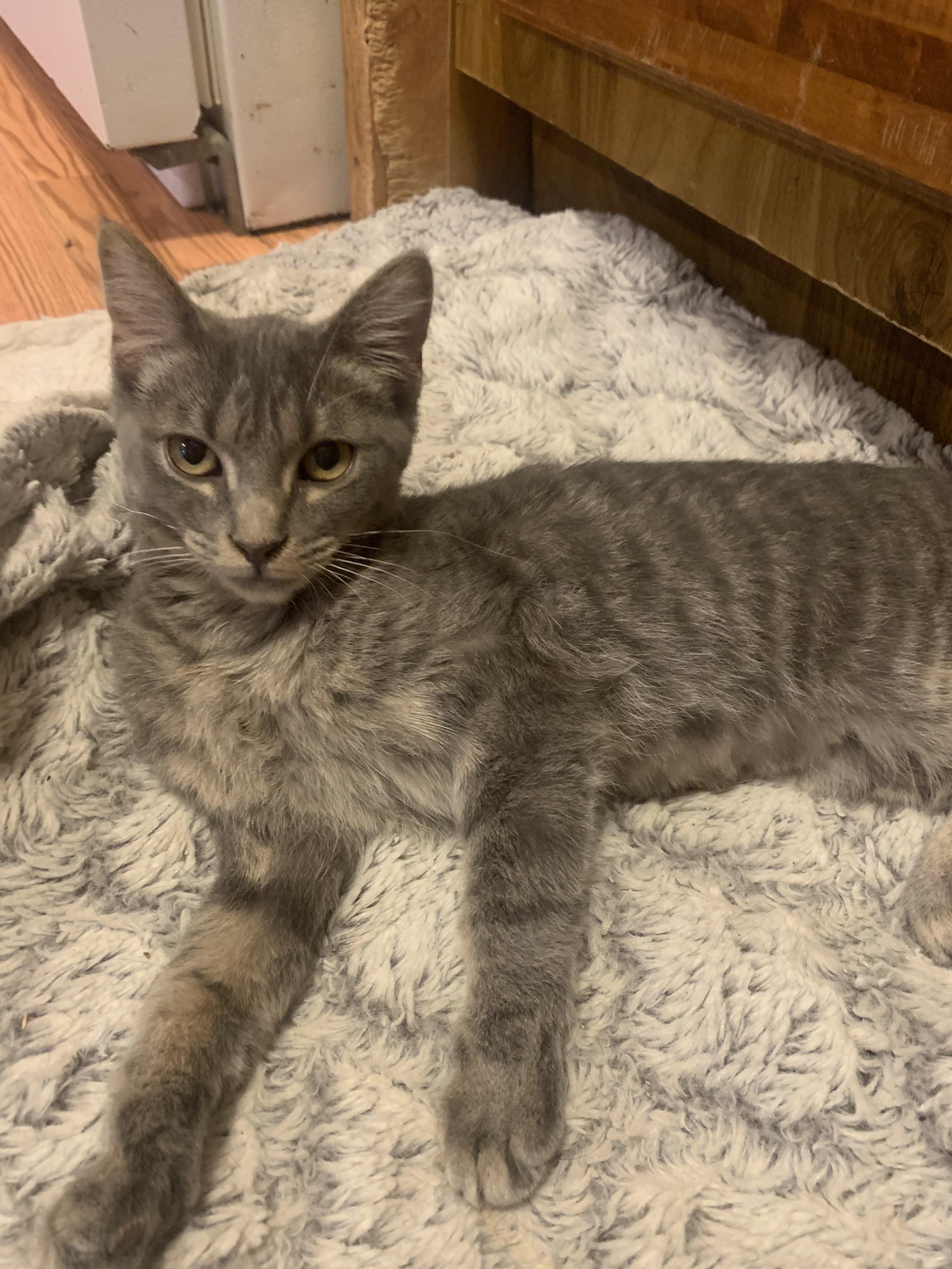 Weebles, Adoptable, Kitten Female Domestic Short Hair.