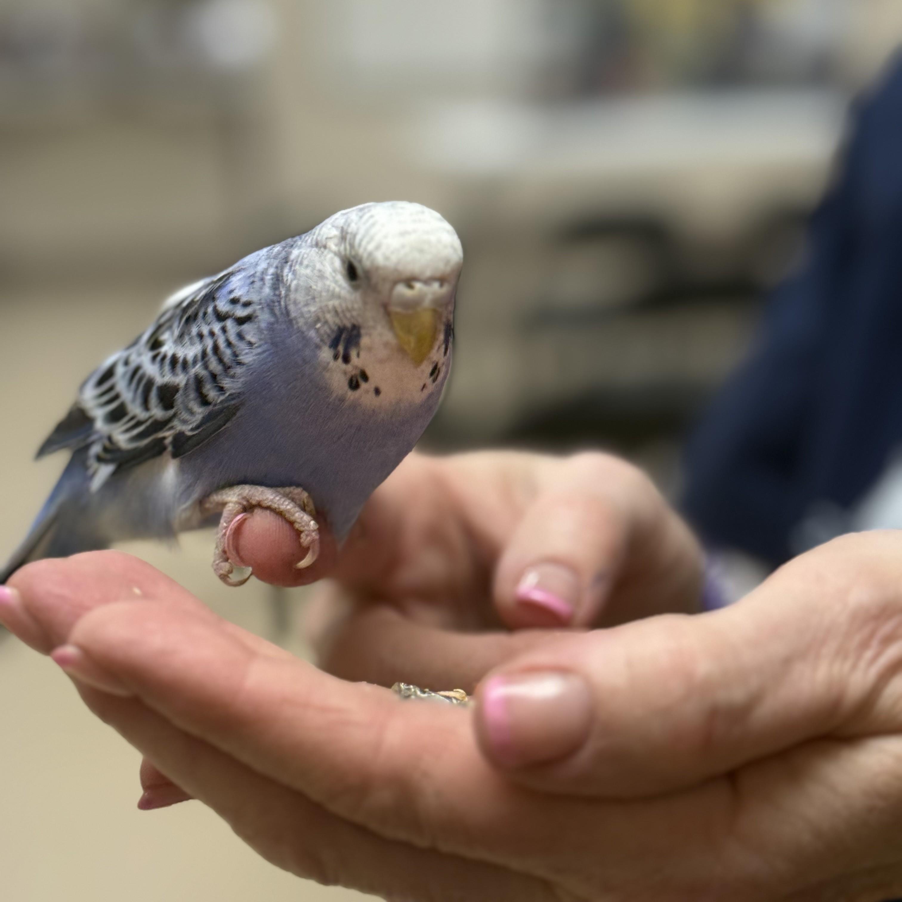 Enlarge Passaro- #51054, an adopted Parakeet (Other) in Columbia, MD image 2/3
