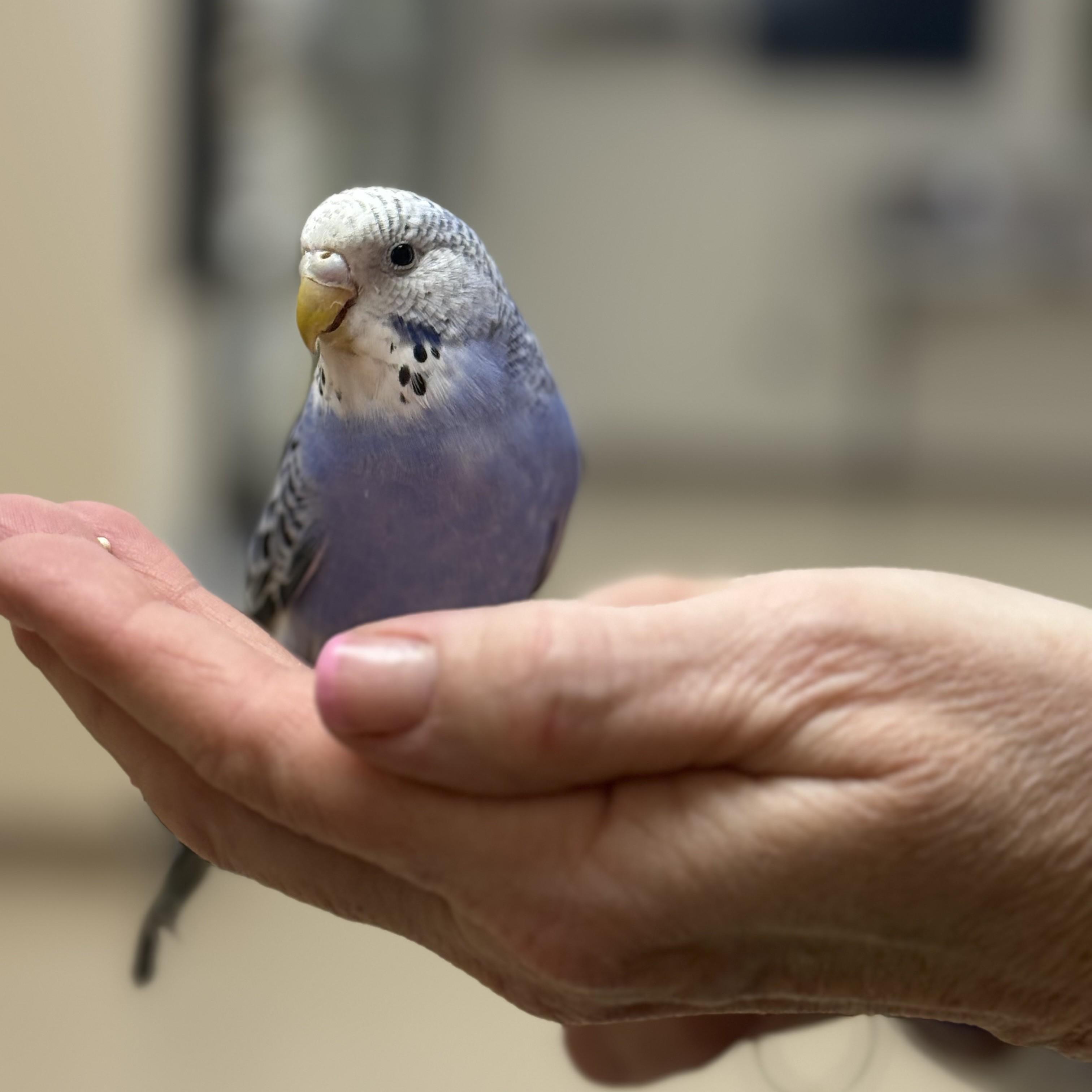 Enlarge Passaro- #51054, an adopted Parakeet (Other) in Columbia, MD image 3/3