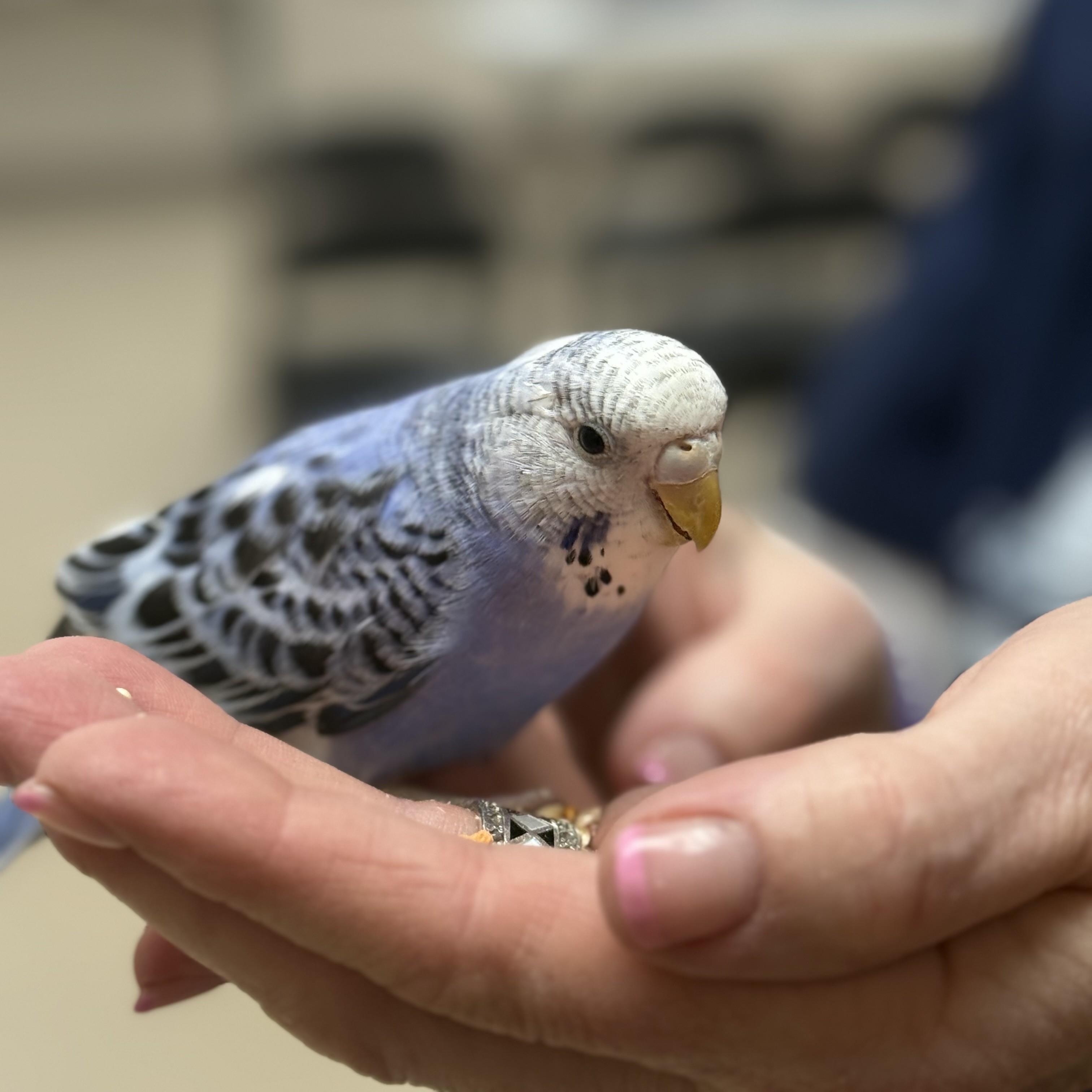 Enlarge Passaro- #51054, an adopted Parakeet (Other) in Columbia, MD image 1/3