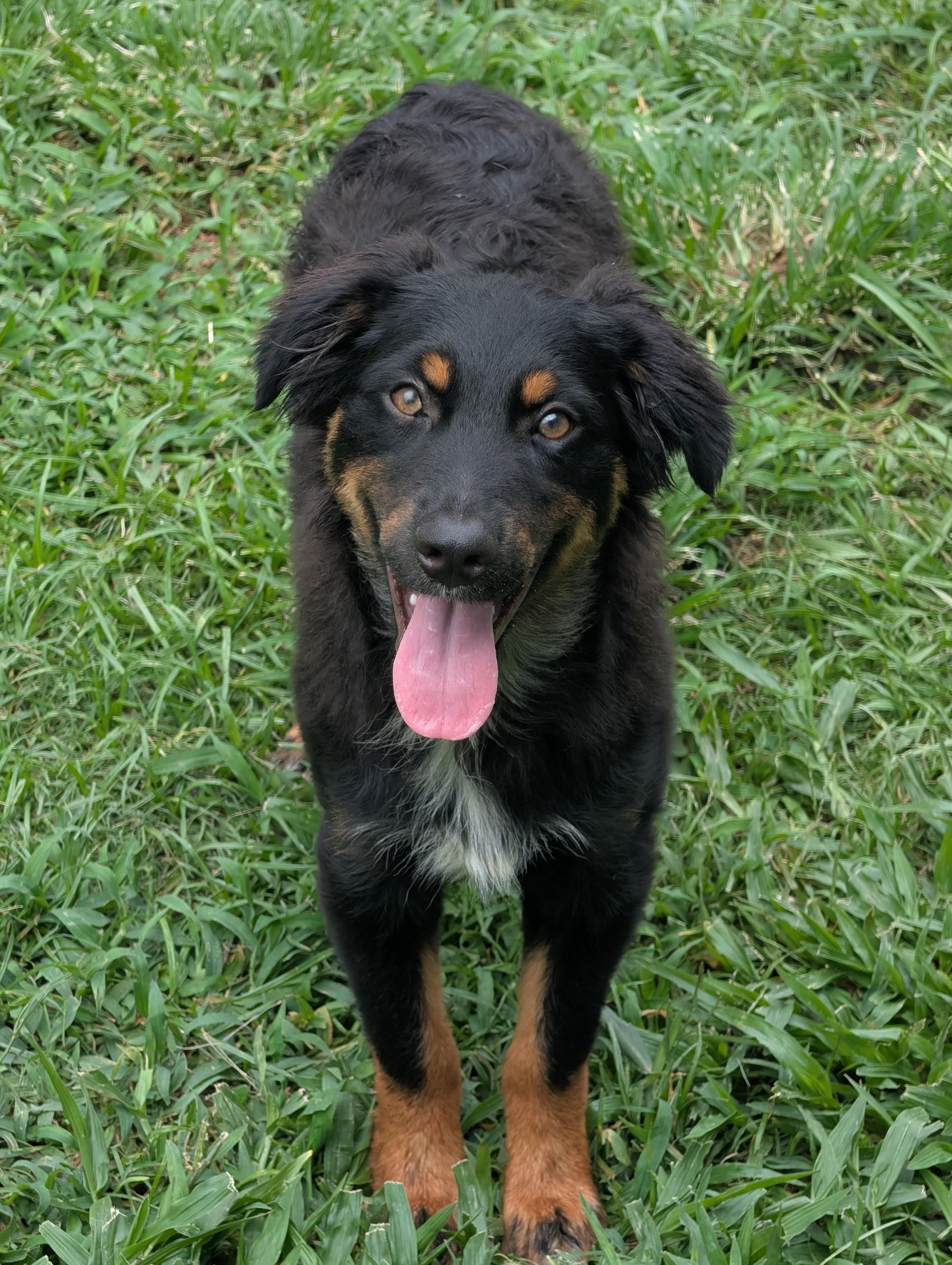 Enlarge Theo, an adopted Australian Shepherd in Baton Rouge, LA image 1/1