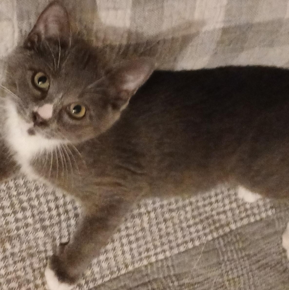 Enlarge Maverick, a Adoptable Domestic Short Hair in lititz, PA image 1/4