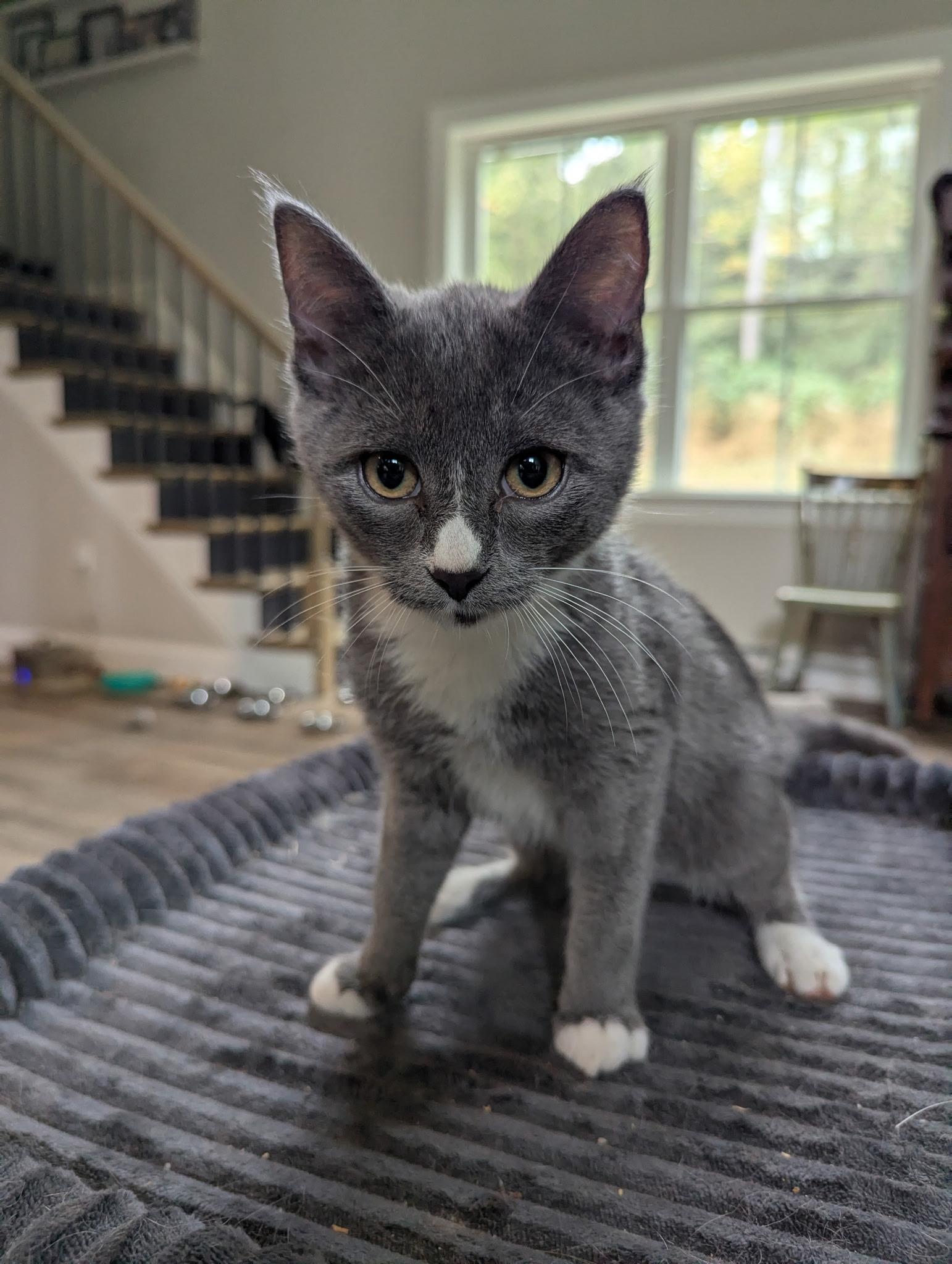 Enlarge Maverick, a Adoptable Domestic Short Hair in lititz, PA image 3/4