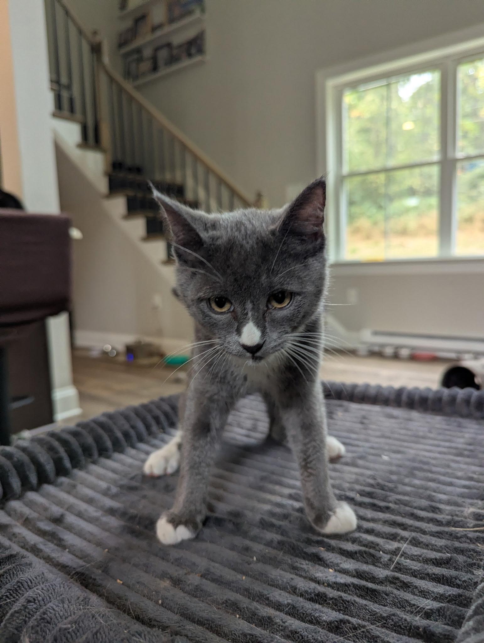 Enlarge Maverick, a Adoptable Domestic Short Hair in lititz, PA image 4/4