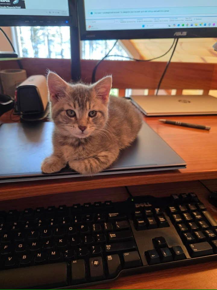 Madeleine & Bismarck, ADOPTABLE, Kitten Female Tortoiseshell & Domestic Short Hair.