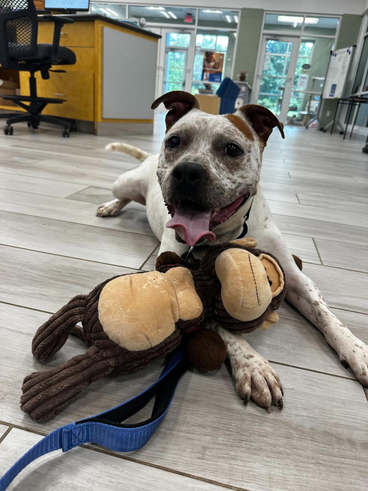 Coogee, Adoptable, Adult Male American Bulldog.