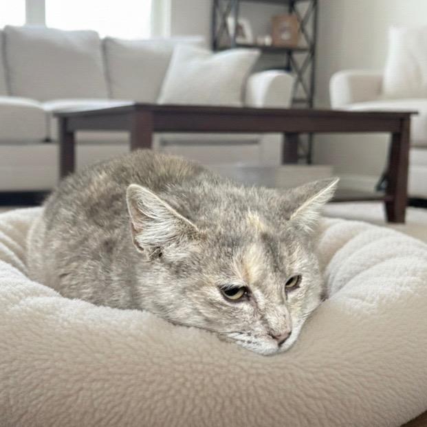 Enlarge Prim, a Adopted Calico in Pittsfield, IL image 1/1