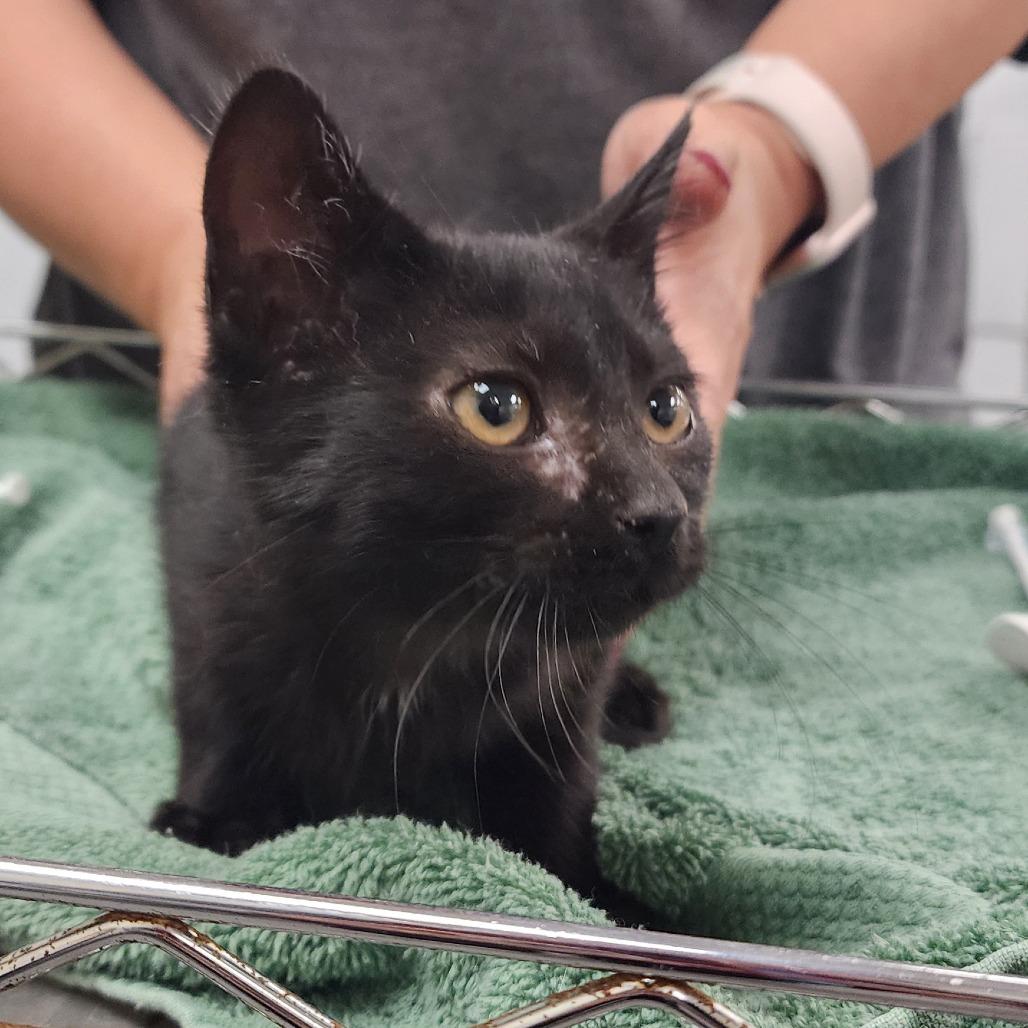 Winter, Adoptable, Kitten Male Domestic Short Hair.