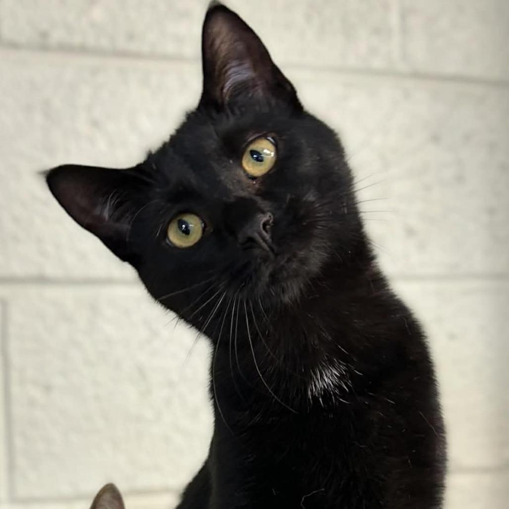 Enlarge Winter, a Adoptable Domestic Short Hair in Monroe, MI image 2/2
