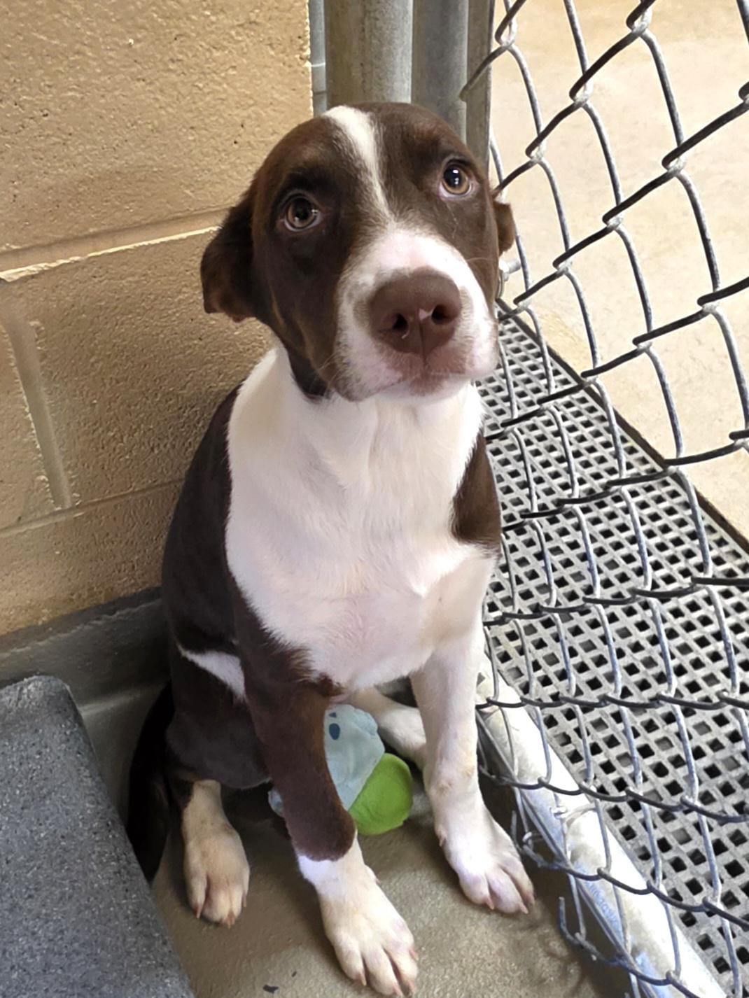 Enlarge Drake, a Adoptable mixed breed in Danville, VA image 1/1