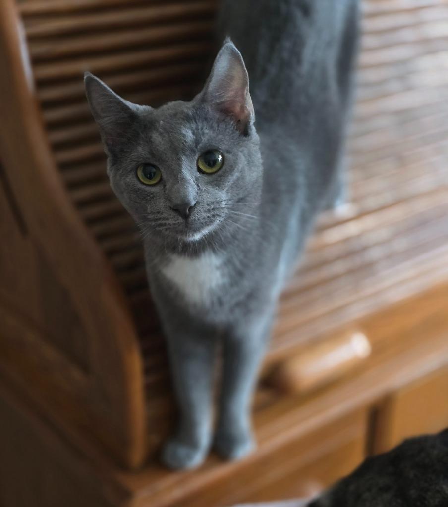 Enlarge Enoki, a Adoptable mixed breed in Decatur, IN image 1/5