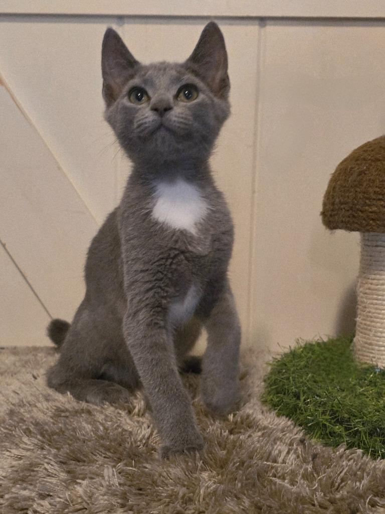 Enoki, a Adoptable mixed breed in Decatur, IN image 4/6