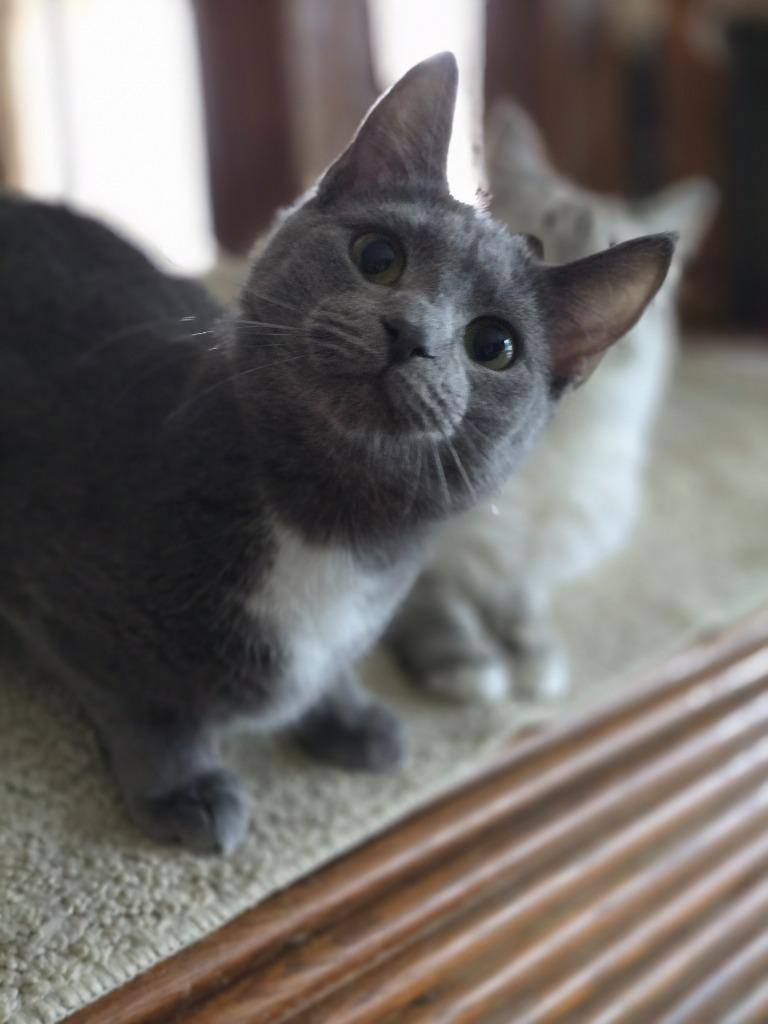 Enlarge Enoki, a Adoptable mixed breed in Decatur, IN image 3/5