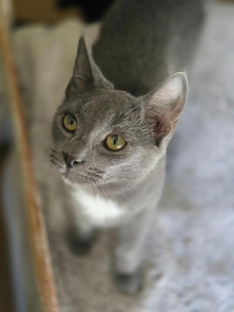 Enoki, a Adoptable mixed breed in Decatur, IN image 1/6