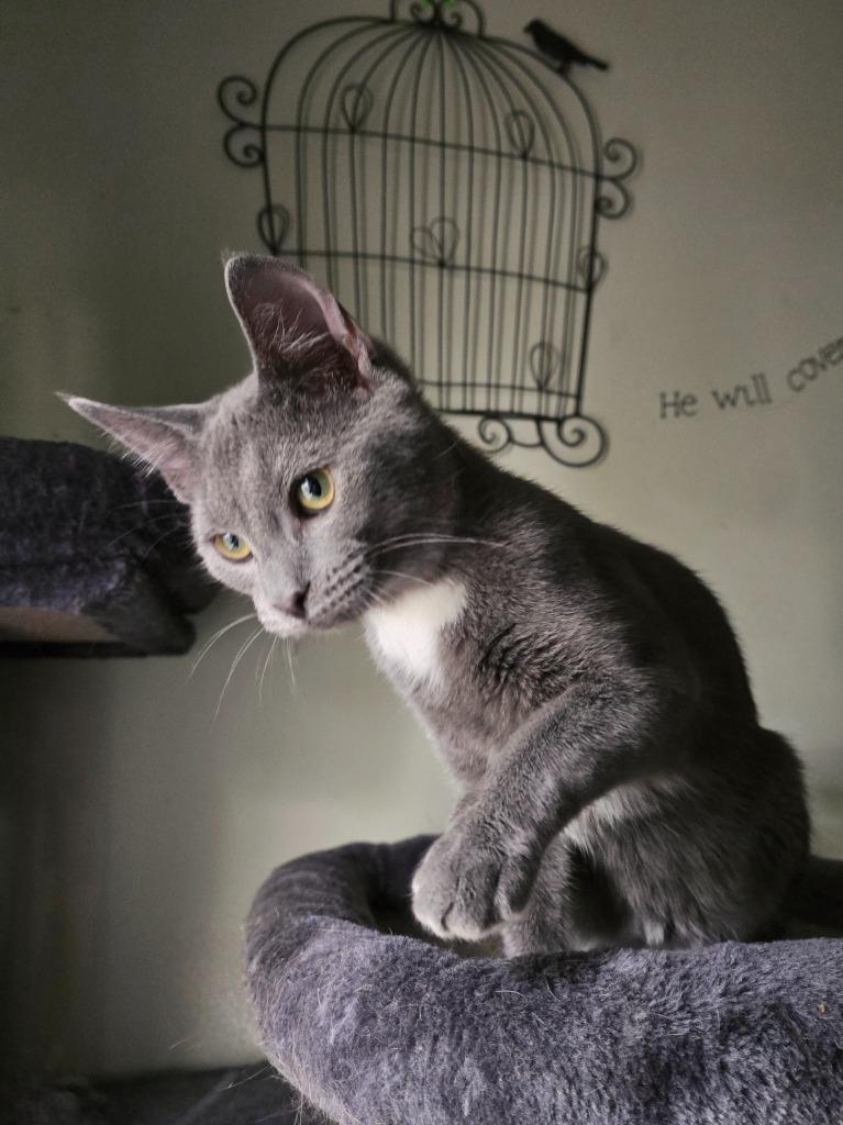 Enoki, a Adoptable mixed breed in Decatur, IN image 5/6