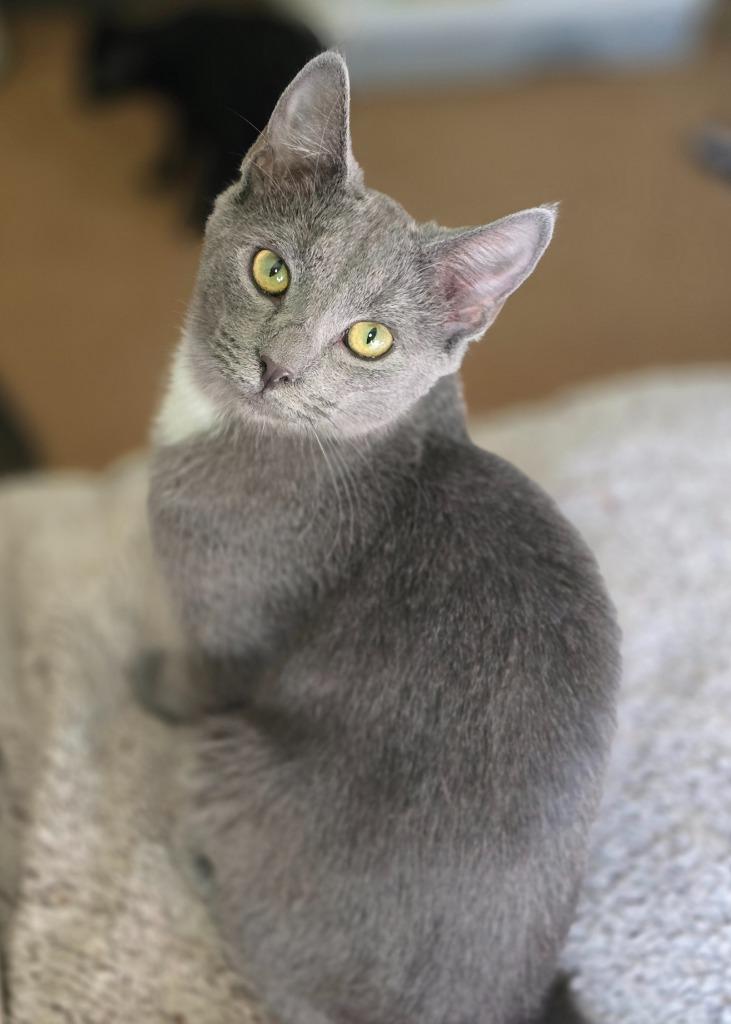 Enoki, a Adoptable mixed breed in Decatur, IN image 2/6