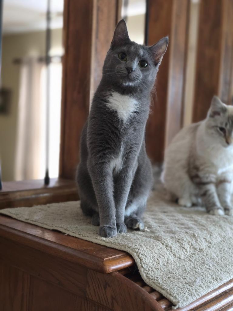 Enlarge Enoki, a Adoptable mixed breed in Decatur, IN image 5/5