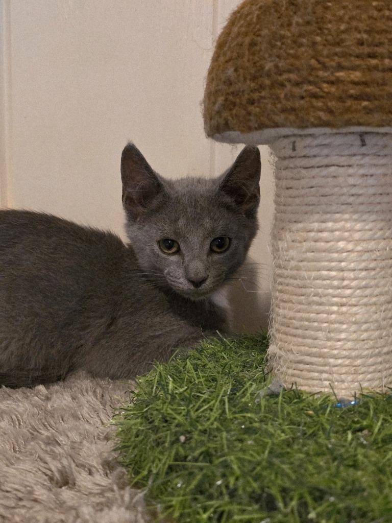 Enoki, a Adoptable mixed breed in Decatur, IN image 5/6