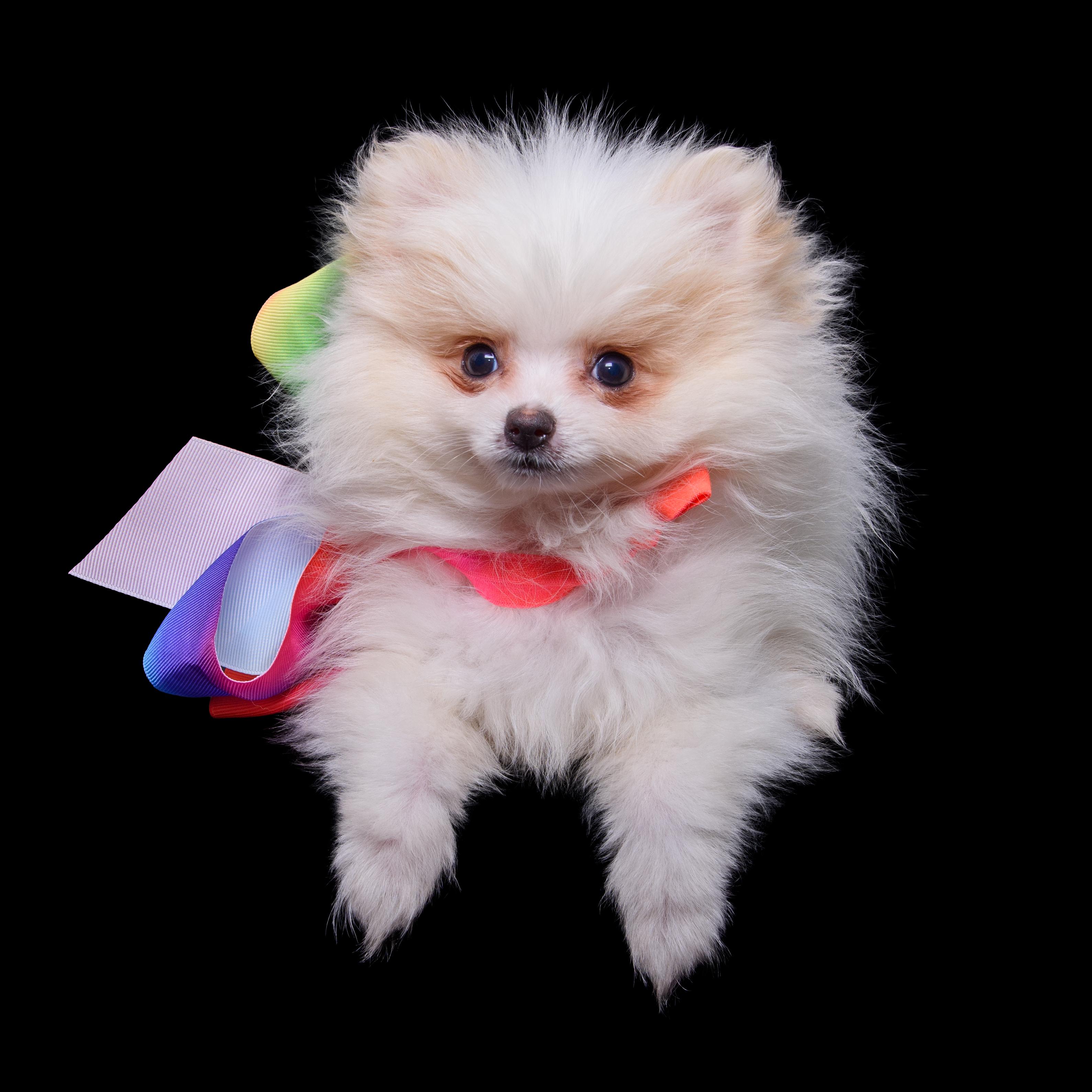 Enlarge POOF, a Adopted Pomeranian in Aurora, CO image 3/4