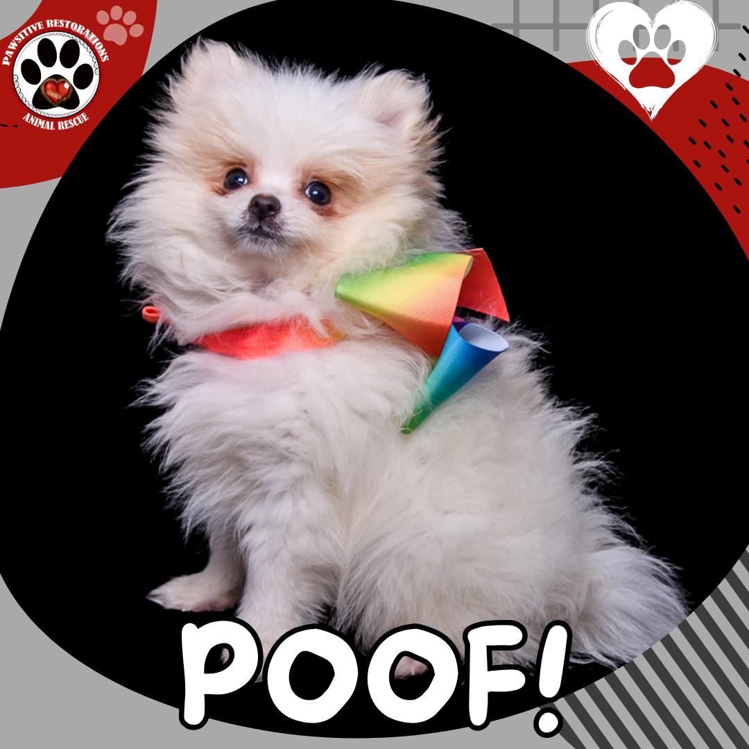 POOF, Adopted, Puppy Female Pomeranian.