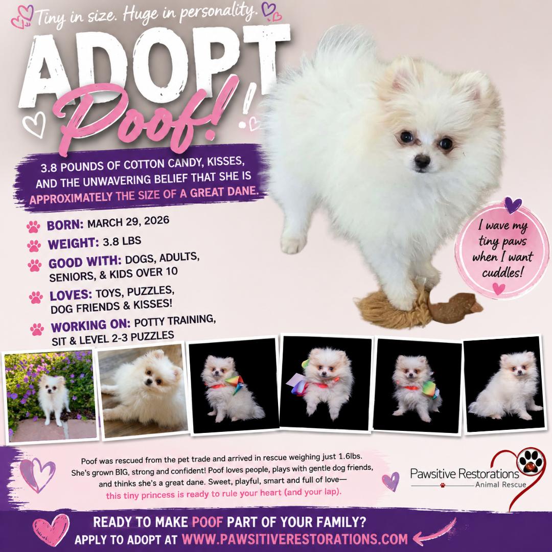 Enlarge POOF, a Adopted Pomeranian in Aurora, CO image 2/4
