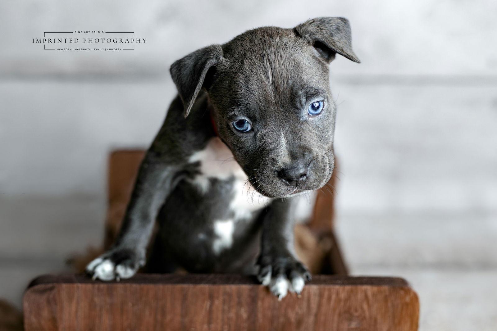 Country Music Litter - Rhett (puppy), Adopted, Young Male Pit Bull Terrier.