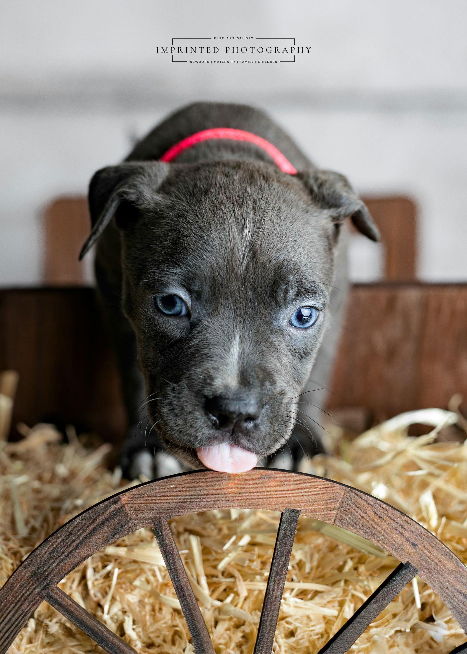 Enlarge Country Music Litter - Rhett (puppy), a Adopted Pit Bull Terrier in Rockville, MD image 2/3