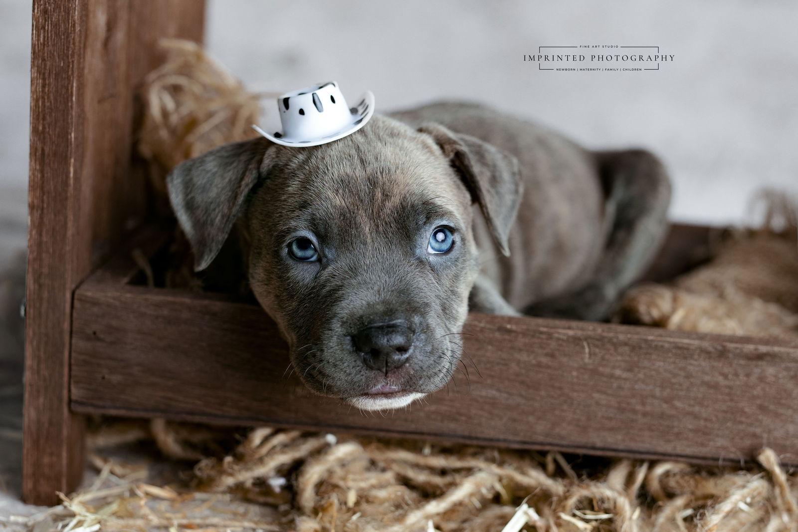 Enlarge Country Music Litter - Rhett (puppy), a Adopted Pit Bull Terrier in Rockville, MD image 3/3