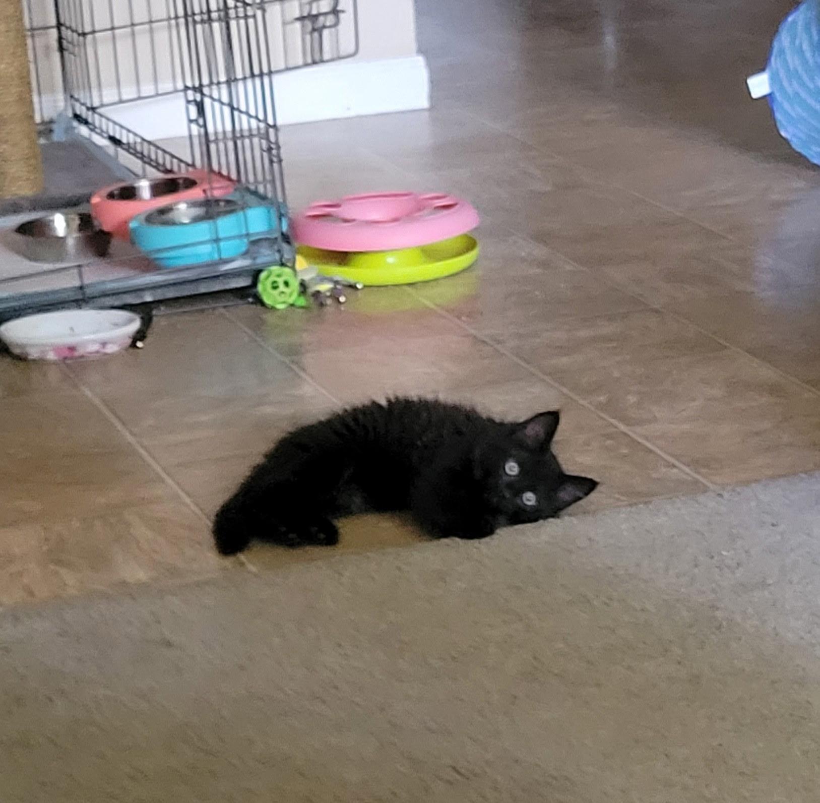 Silas, a Adoptable mixed breed in Dixon, CA image 1/2