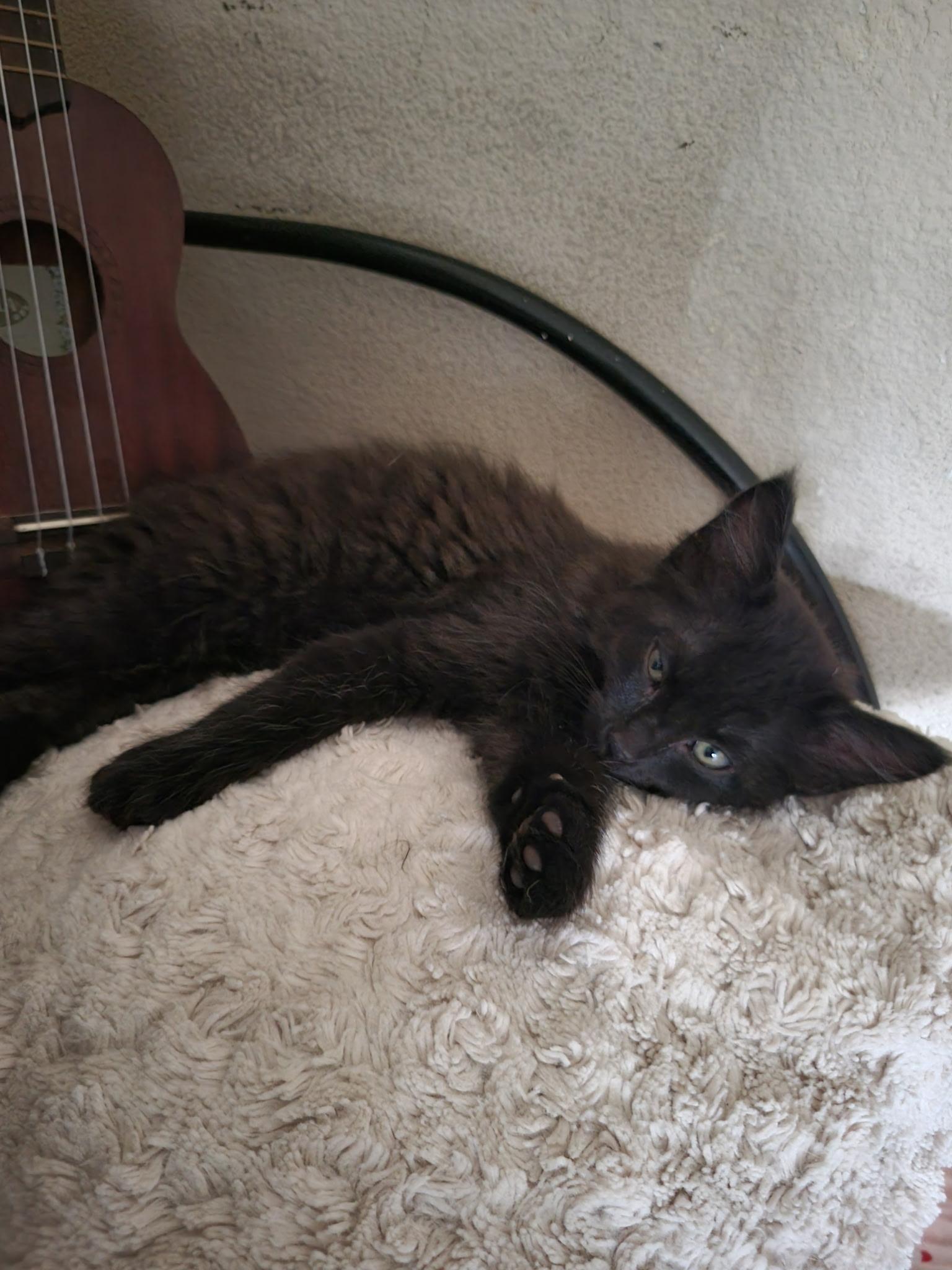 Silas, a Adoptable mixed breed in Dixon, CA image 2/2