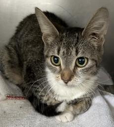 Leggopolis, Adoptable, Young Female Domestic Short Hair & Domestic Short Hair.
