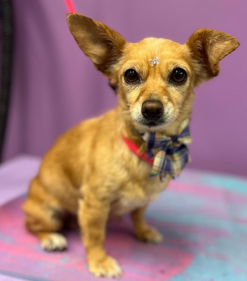 Enlarge Sunshine, a Adoptable mixed breed in Woodstock, GA image 3/3