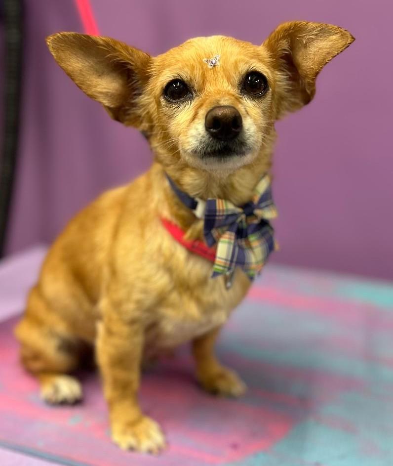 Enlarge Sunshine, a Adoptable mixed breed in Woodstock, GA image 1/3