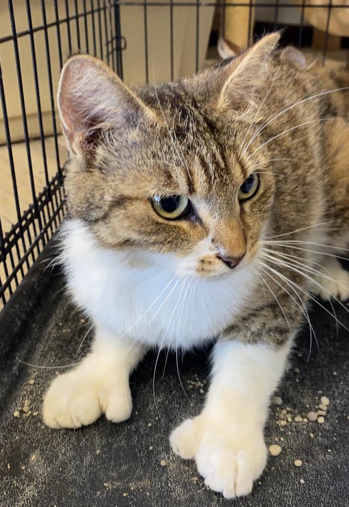 Enlarge Melinda, a Adopted mixed breed in Frankfort, MI image 3/4