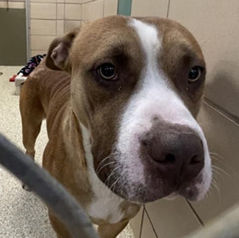 Jeezy, ADOPTABLE, Young Male American Staffordshire Terrier.