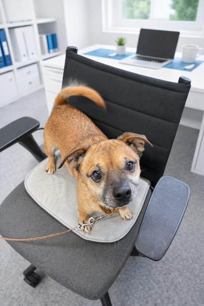 Echo, Adoptable, Adult Male Chihuahua & Pug.