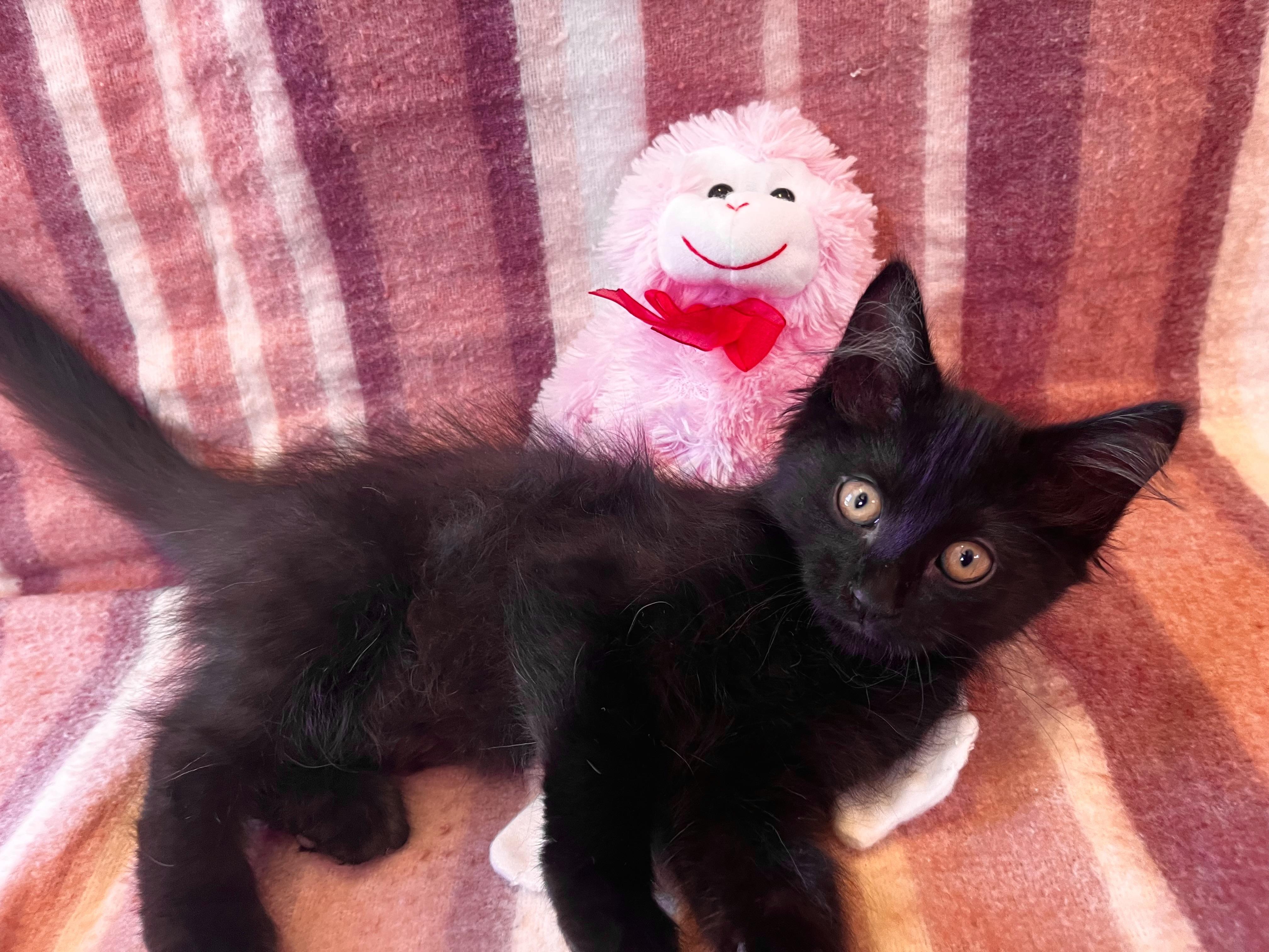 Enlarge Salem, a Adopted mixed breed in Spring Valley, CA image 1/1