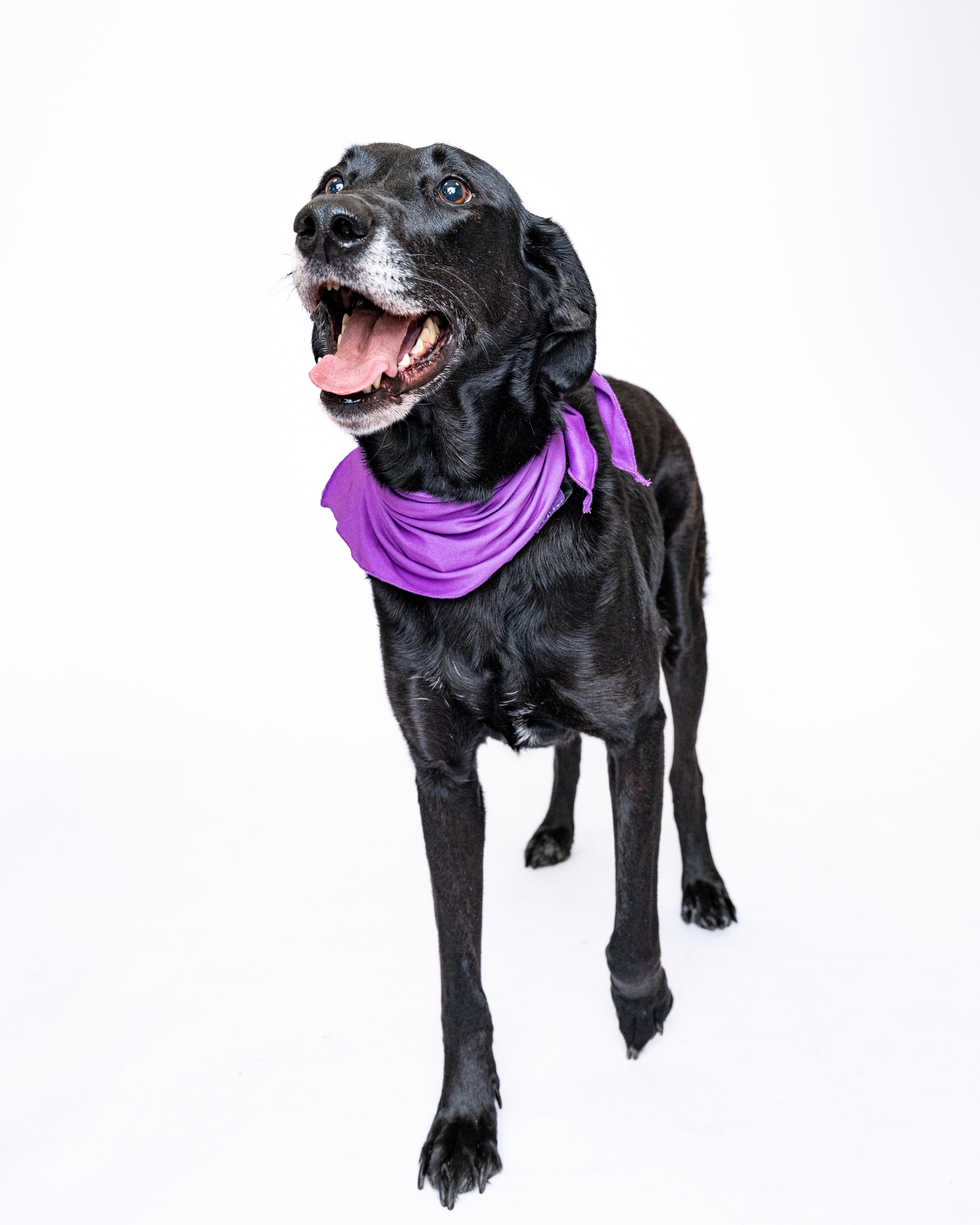 Divina, an adoptable Black Labrador Retriever in Itasca, IL, 60143 | Photo Image 6