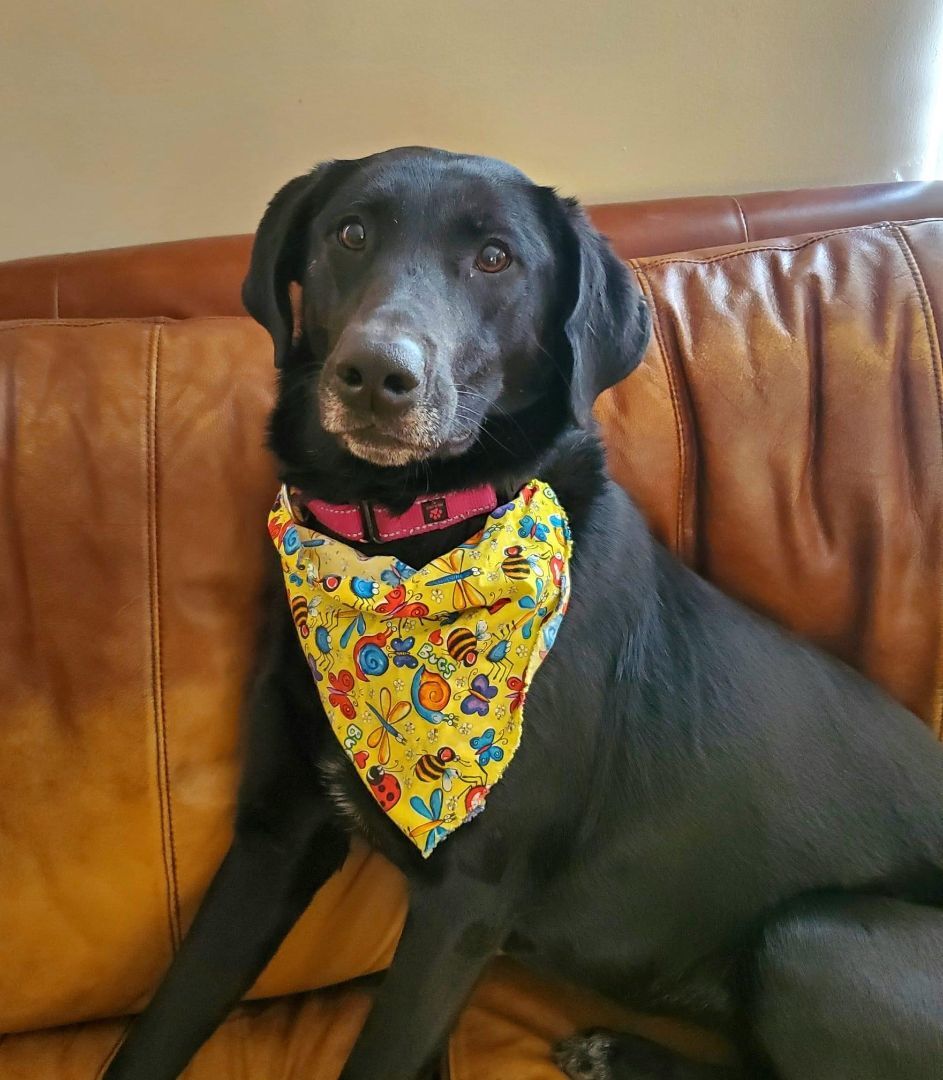 Divina, an adoptable Black Labrador Retriever in Itasca, IL, 60143 | Photo Image 5