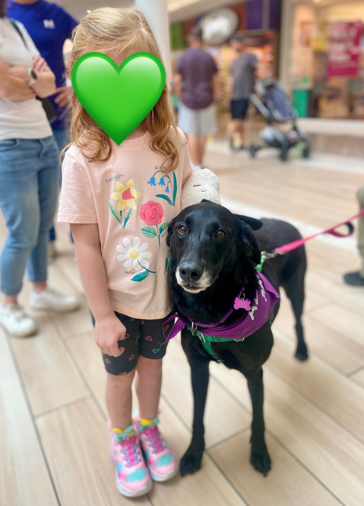 Divina, an adoptable Black Labrador Retriever in Itasca, IL, 60143 | Photo Image 2