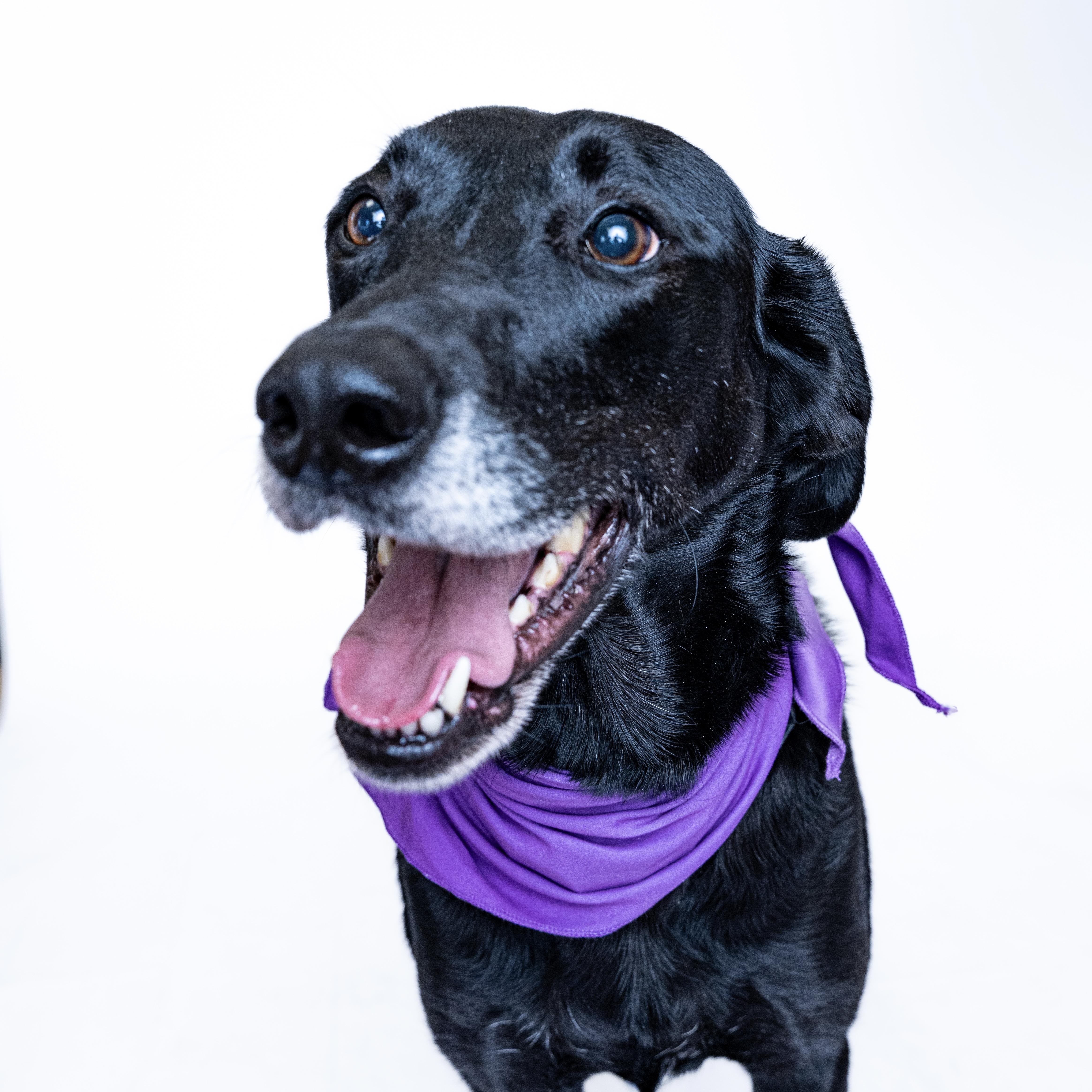 Divina, an adoptable Black Labrador Retriever in Itasca, IL, 60143 | Photo Image 1